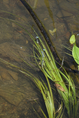 Sparganium emersum