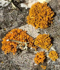 Polycauliona coralloides