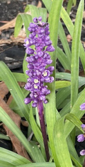 Liriope