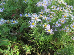 Aster altaicus