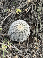 Echinocereus reichenbachii caespitosus