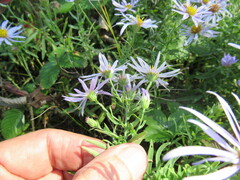 Aster altaicus