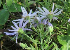 Aster altaicus