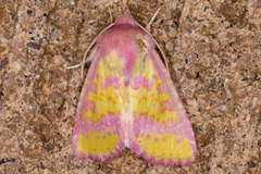 Psectrotarsia suavis