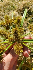 Cyperus erythrorhizos