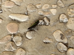 Omocestus