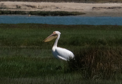 Pelecanus onocrotalus
