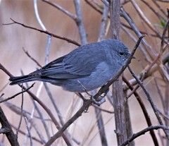 Geospizopsis unicolor