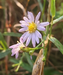 Symphyotrichum oolentangiense