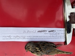 Ammodramus savannarum