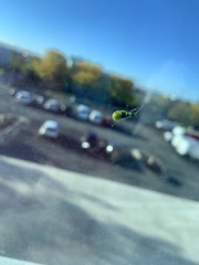 Diabrotica undecimpunctata