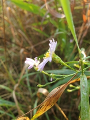 Symphyotrichum oolentangiense