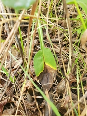 Symphyotrichum oolentangiense