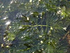 Ceratophyllum submersum