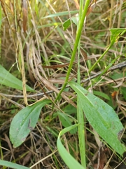 Symphyotrichum oolentangiense