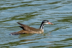 Heliornis fulica
