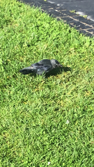 Corvus monedula