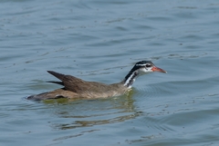 Heliornis fulica