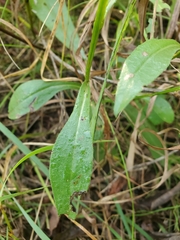 Symphyotrichum oolentangiense