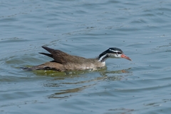 Heliornis fulica