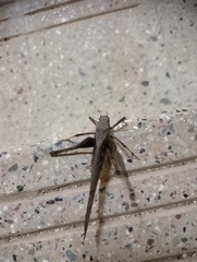 Mecopodinae