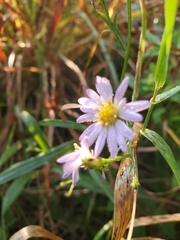 Symphyotrichum oolentangiense