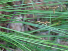 Carex brizoides
