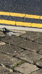 Motacilla alba yarrellii