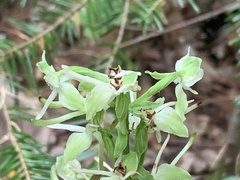 Platanthera orbiculata