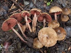 Melanophyllum haematospermum