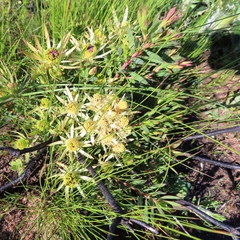 Leucadendron lanigerum lanigerum