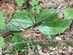 Platanthera orbiculata