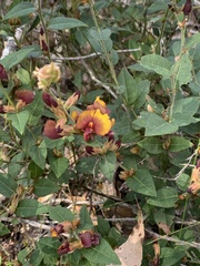 Bossiaea ornata
