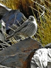 Geospizopsis unicolor