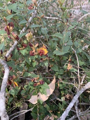 Bossiaea ornata