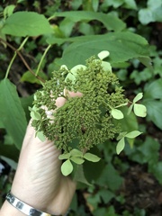 Hydrangea