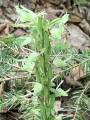 Platanthera orbiculata