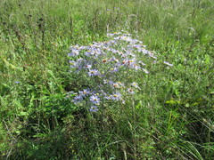 Aster biennis