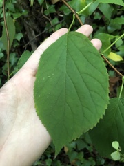 Hydrangea