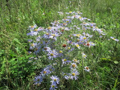 Aster biennis