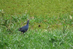 Porphyrio poliocephalus