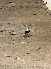 Fluvicola nengeta