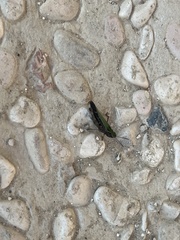 Omocestus