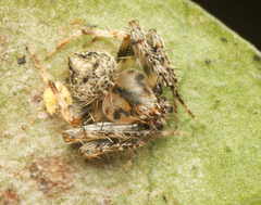 Araneus acuminatus