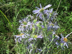 Aster biennis