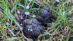 Coprinopsis stercorea