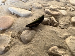 Omocestus