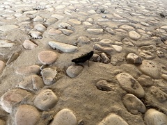 Omocestus