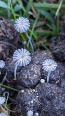 Coprinopsis stercorea