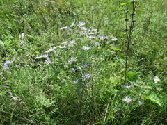 Aster biennis